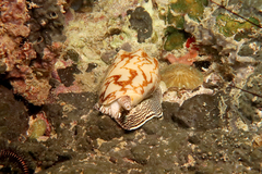 Cymbiola vespertilio