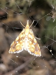 Glaucocharis selenaea