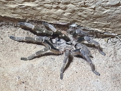 Ceratogyrus darlingi