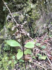 Gastrodia cunninghamii