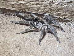 Ceratogyrus darlingi