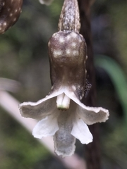 Gastrodia cunninghamii