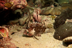 Centrogenys vaigiensis