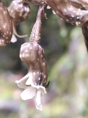 Gastrodia cunninghamii
