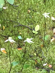 Adenochilus gracilis