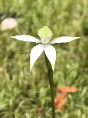 Adenochilus gracilis