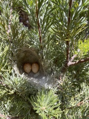 Ptilotula penicillata