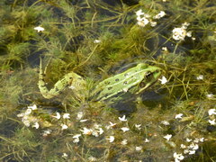 Pelophylax lessonae