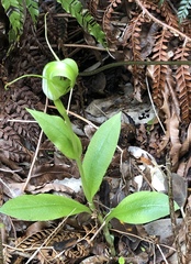 Pterostylis oliveri