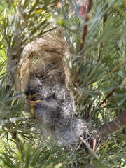 Ptilotula penicillata