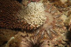 Acanthaster