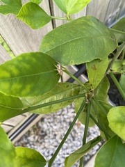 Cytaea