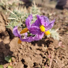 Solanum virginianum