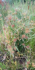 Cyperus