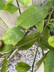Cytaea