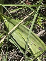 Hypoxis hemerocallidea