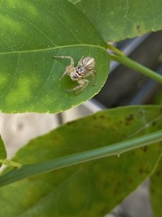 Cytaea