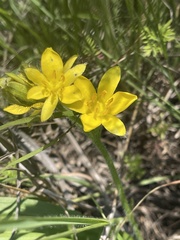 Hypoxis hemerocallidea