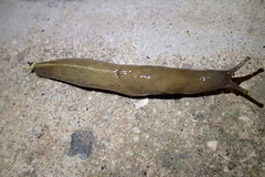 Polytoxon robustum