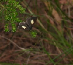 Candalides xanthospilos