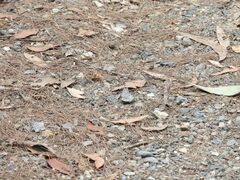 Candalides xanthospilos