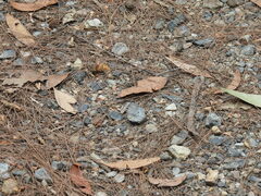 Candalides xanthospilos