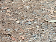 Candalides xanthospilos