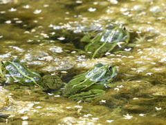 Pelophylax lessonae