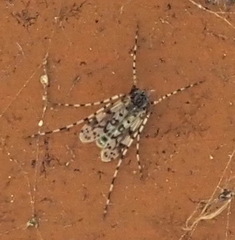 Ablabesmyia notabilis