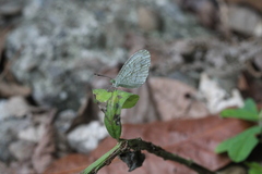 Leptosia nina niobe