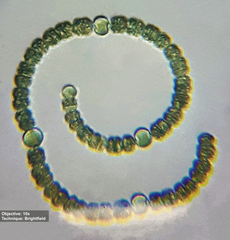 Dolichospermum