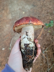 Leccinum manzanitae