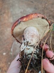 Leccinum manzanitae