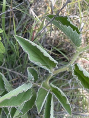 Cyphostemma dasypleurum