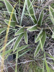 Cyphostemma dasypleurum