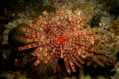 Crinoidea
