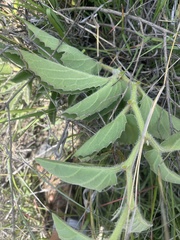 Cyphostemma dasypleurum