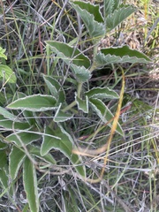 Cyphostemma dasypleurum