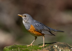 Turdus hortulorum
