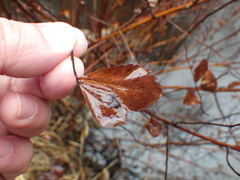 Spiraea alba