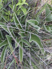 Cyphostemma dasypleurum