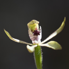 Caladenia atradenia