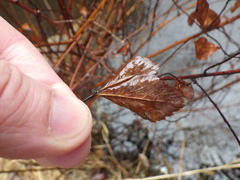 Spiraea alba