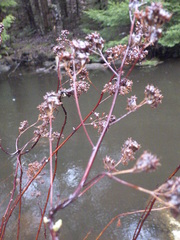 Spiraea alba