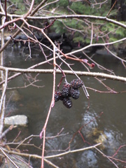 Alnus incana