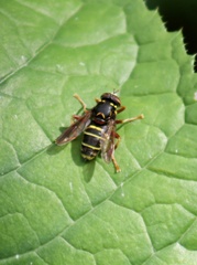 Spilomyia diophthalma