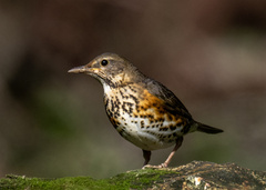 Turdus hortulorum