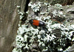 Ampedus balteatus