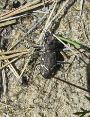 Cicindela sylvatica