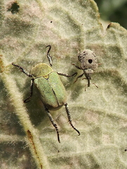 Hoplia parvula